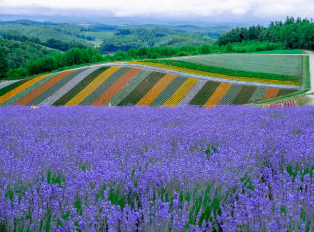 Beautiful rainbow flower fields, colorful lavender flowers farm,rural garden against white clouds sky background,the flower in row with purple flower foreground,spring time at Furano , Hokkaido in Japan
