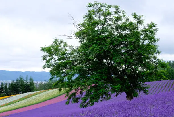 Beautiful rainbow flower fields, colorful lavender flowers farm,rural garden with green tree in front ,the flower in row with purple flower foreground,spring time at Furano , Hokkaido in Jap
