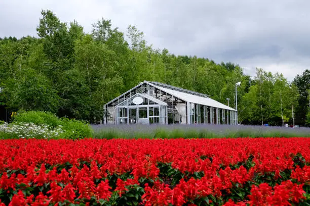 Farm house in a beautiful rainbow flower fields, colorful red flowers farm,rural garden against white clouds sky background,the flower in row with purple flower foreground,spring time at Furano , Hokkaido in Japan