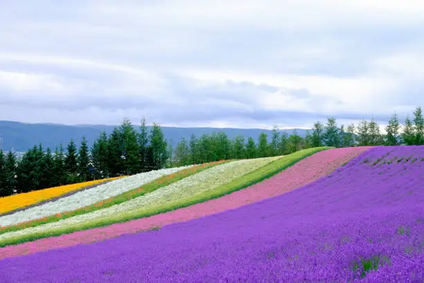 Beautiful rainbow flower fields, colorful lavender flowers farm,rural garden against white clouds sky background,the flower in row of pink,white,purple,spring time at Furano , Hokkaido in Japan