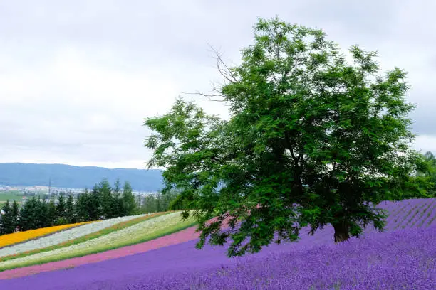 Beautiful rainbow flower fields, colorful lavender flowers farm,rural garden with green tree in front ,the flower in row with purple flower foreground,spring time at Furano , Hokkaido in Jap
