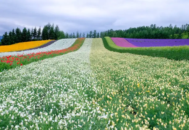 Beautiful rainbow flower fields, colorful flowers farm,rural garden against white clouds sky background,the flower range in row in white,pink,purple,green,yellow,spring time at Furano , Hokkaido in Japan