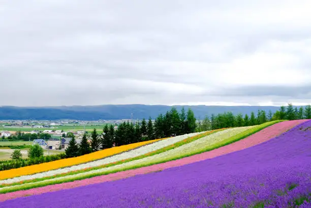 Beautiful rainbow flower fields, colorful lavender flowers farm,rural garden against white clouds sky background,the flower in row of pink,white,purple,spring time at Furano , Hokkaido in Japan