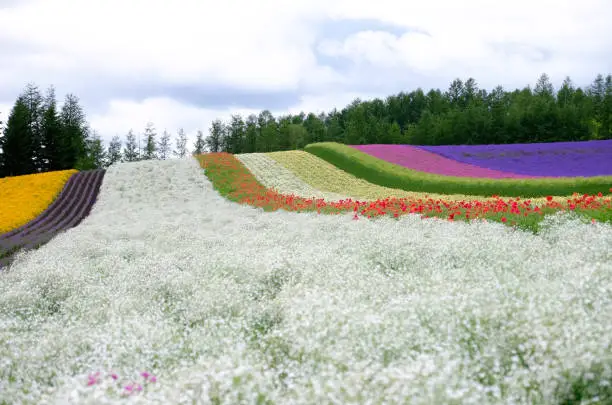 Beautiful rainbow flower fields, colorful flowers farm,rural garden against white clouds sky background,the flower range in row in white,pink,purple,greenyellow,spring time at Furano , Hokkaido in Japan