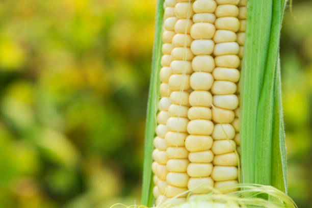 istock Closeup of fresh corn in a field 1174650068