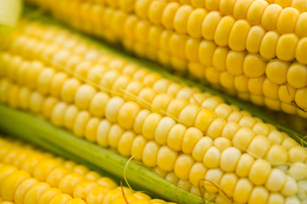 istock close up of fresh yellow corn 1174650107
