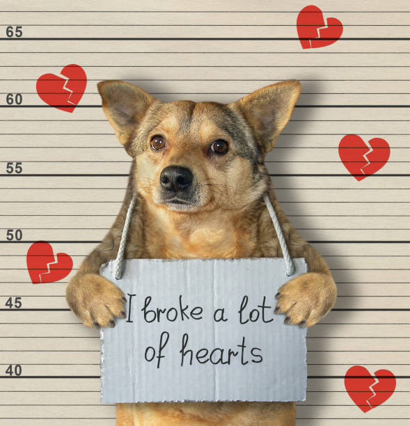 istock Dog criminal breaks hearts 1174650300