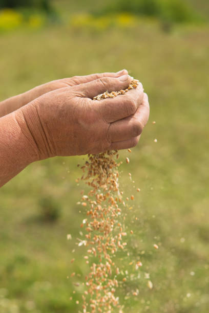 istock Farmers manually clean the harvested grain. 1174650513