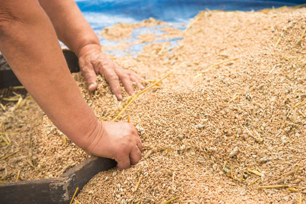istock Farmers manually clean the harvested grain. 1174651020