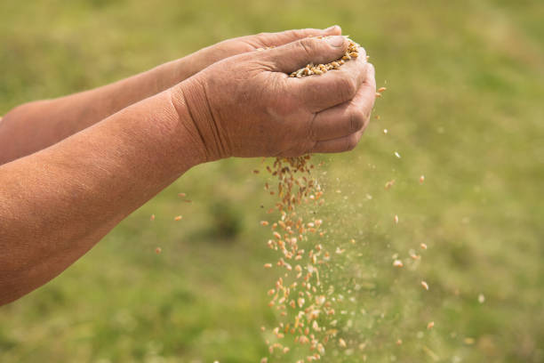 istock Farmers manually clean the harvested grain. 1174651120