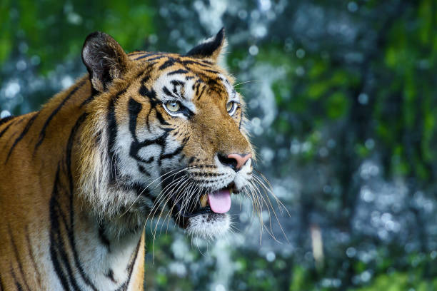 istock Photos of tiger naturally. 1174651496