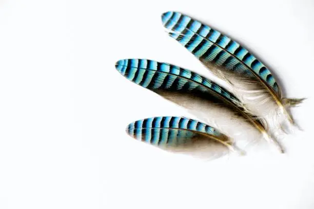 Three jay feathers on white background.