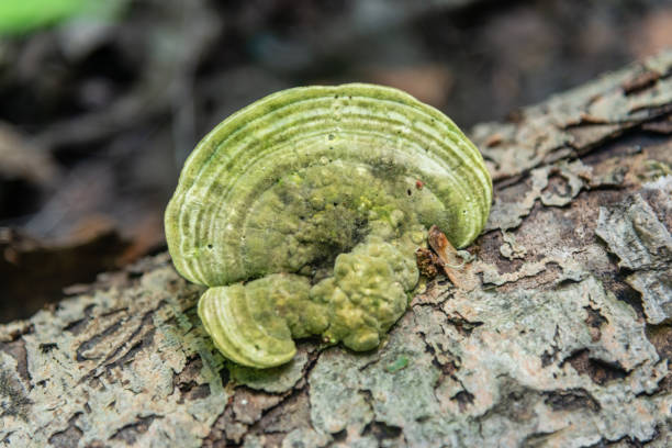 The Polyporaceae are a family of poroid fungi belonging to the Basidiomycota. The flesh of their fruit bodies varies from soft (as in the case of the dryad's saddle illustrated) to very tough. Most members of this family have their hymenium (fertile layer) in vertical pores on the underside of the caps, but some of them have gills (e.g. Panus) or gill-like structures (such as Daedaleopsis, whose elongated pores form a corky labyrinth). Many species are brackets, but others have a definite stipe – for example, Polyporus badius.