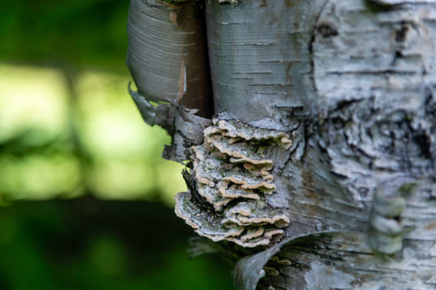 The Polyporaceae are a family of poroid fungi belonging to the Basidiomycota. The flesh of their fruit bodies varies from soft (as in the case of the dryad's saddle illustrated) to very tough. Most members of this family have their hymenium (fertile layer) in vertical pores on the underside of the caps, but some of them have gills (e.g. Panus) or gill-like structures (such as Daedaleopsis, whose elongated pores form a corky labyrinth). Many species are brackets, but others have a definite stipe – for example, Polyporus badius.