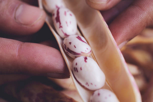 istock Chef is Preparing Ingredients for Cooking. Close up Fresh Beans 1174651775
