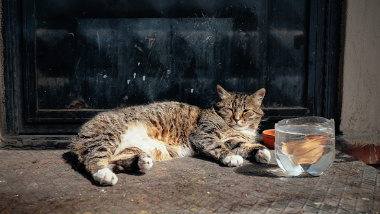 Stray cat lying outdoors in the sunlight with a bowl of water and food