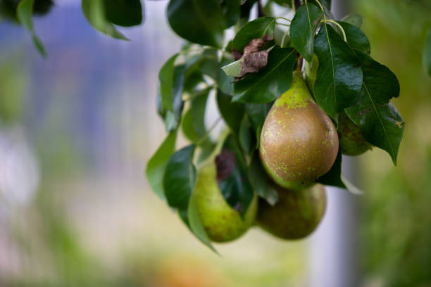 Pears on a pear tree just before autumn, the fruits are  ripe