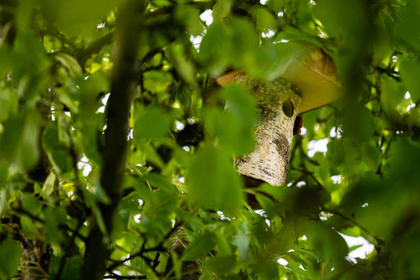 uma casa do pássaro é escondida profundamente em uma árvore de modo que os pássaros possam aninhar - birdhouse birds nest animal nest house - fotografias e filmes do acervo