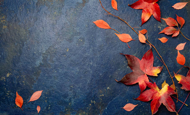 hojas rojas de otoño sobre fondo azul. vista superior - squash pumpkin orange japanese fall foliage fotografías e imágenes de stock