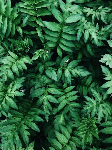 istock Background of green leaves 1174655422