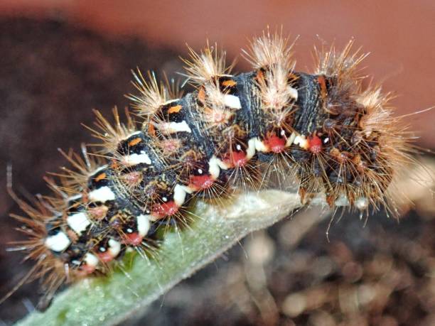 istock Thaumetopoea pityocampa, 1174656355