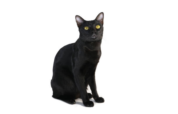 istock Black cat sitting on the floor and looking to top side view 1174656383