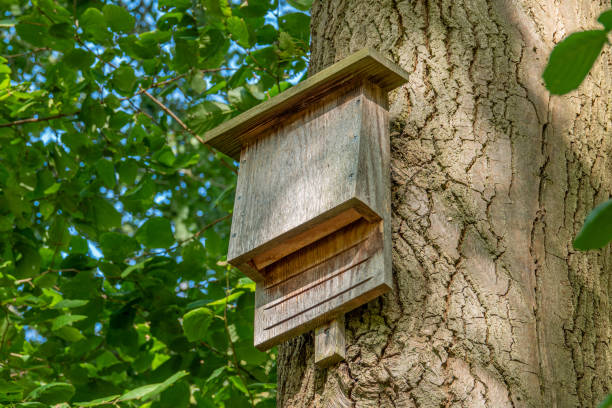 istock on a tree in the forest, conservationists have put up an insect hotel. 1174657278