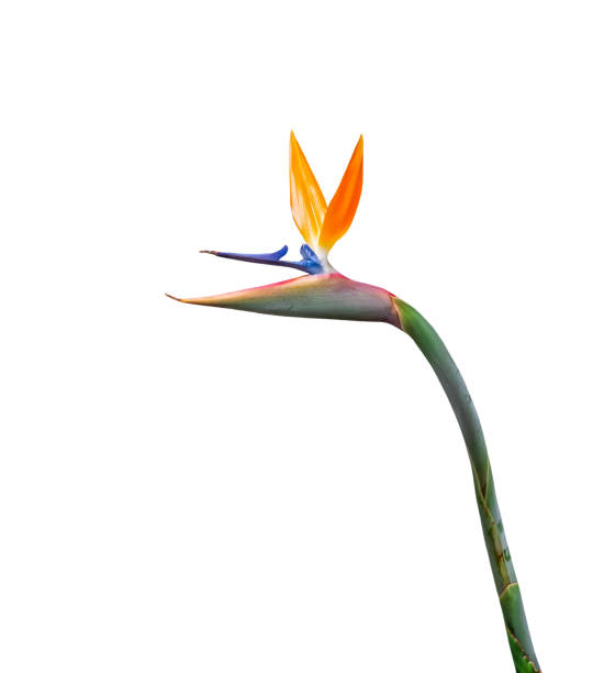 colorful bird of paradise flower cutout isolated on a white background