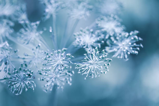schöner winterhintergrund mit trockenen pflanzen bedeckt hoarfrost am wintermorgen. - crystals of frost stock-fotos und bilder
