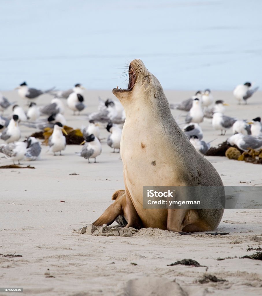 Sea lion ziewanie - Zbiór zdjęć royalty-free (Wyspa Kangura)