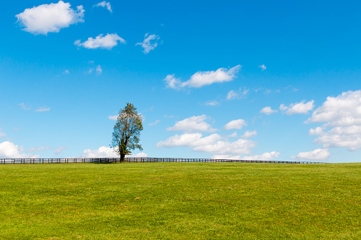 Simple summer landscape with trees, sky and flat field