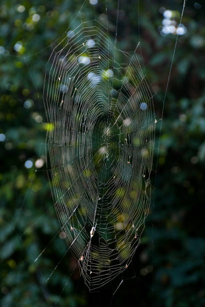 istock A Close-up of A Spider Web 1174658884