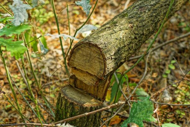 istock wood cut and gray wood log 1174661107