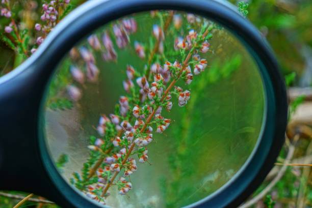 istock black magnifier magnifies small red wild flowers 1174662192