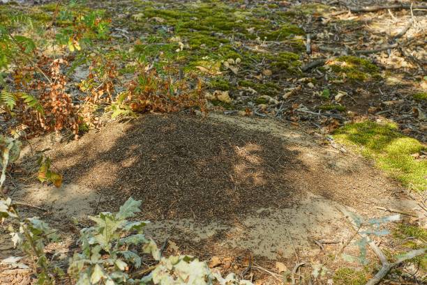 istock big gray anthill on the ground in a summer forest 1174662818