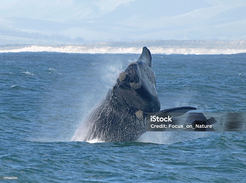 Balena Balzare fuori dall'acqua - Foto stock royalty-free di Balena