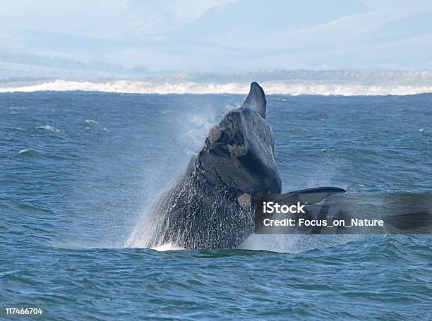 Balena Balzare Fuori Dallacqua - Fotografie stock e altre immagini di Balena - Balena, Hermanus, Repubblica Sudafricana