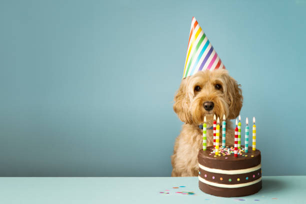 cão com bolo de aniversário - sweet food cake food small - fotografias e filmes do acervo