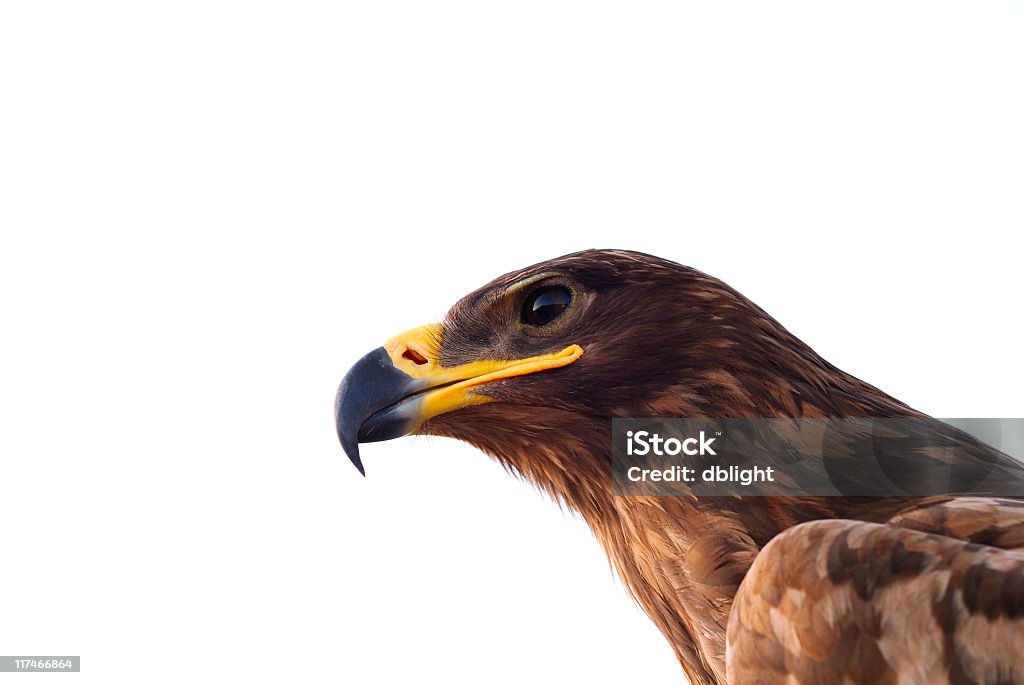 eagle - Royalty-free Bico Foto de stock