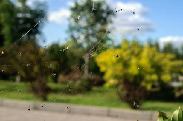 istock Cobwebs with small gnats in the park. 1174674905