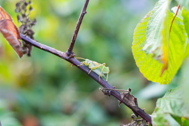 istock Green grasshopper on a branch, green garden background 1174675664