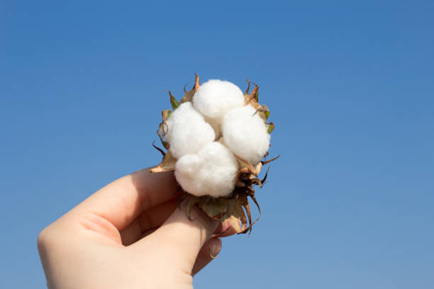 istock White fluffy cotton on the hand. Blue sky background. 1174675849