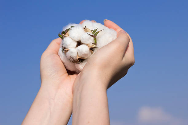 istock White fluffy cotton on the hand. Blue sky background. 1174676015
