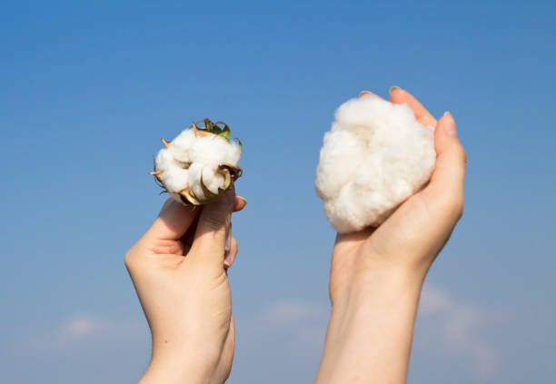 istock White fluffy cotton on the hand. Blue sky background. 1174676253