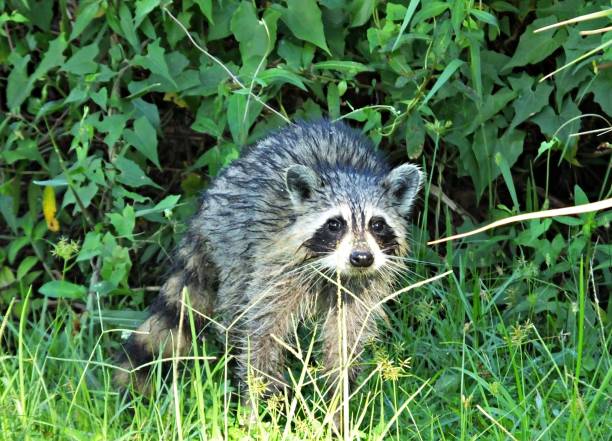 istock Raccoon (Procyon lotor) in the Florida wetlands 1174679817