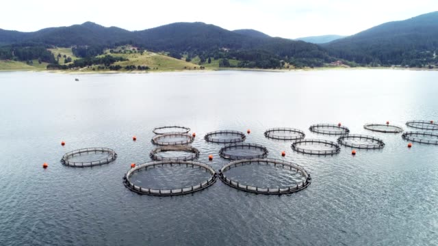 Drone point of view over a large fish farm, organic aquaculture and freshwater  fishing.
