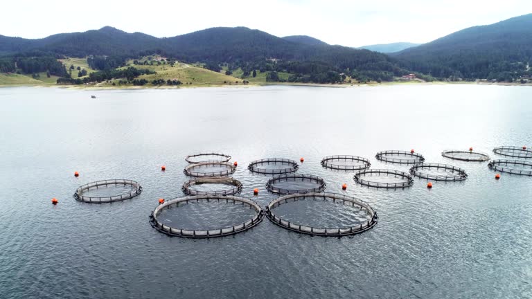 Drone point of view over a large fish farm, organic aquaculture and freshwater fishing.