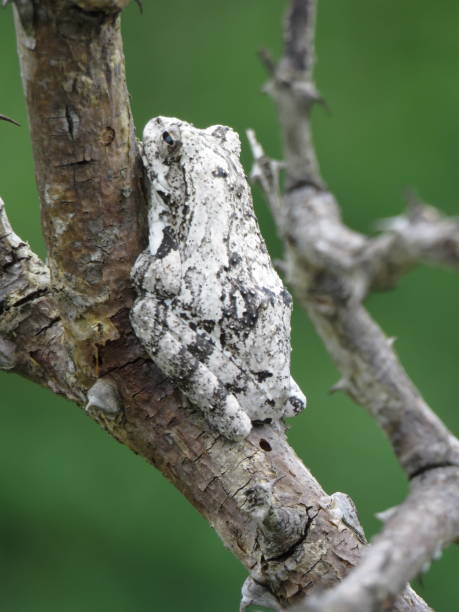 istock Southern Foam Nest Frog 1174684170