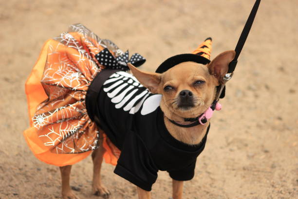 Chihuahua in Halloween costume A tiny Chihuahua looks unhappy about being dressed up in a witch costume. dog in halloween hat of witch stock pictures, royalty-free photos & images