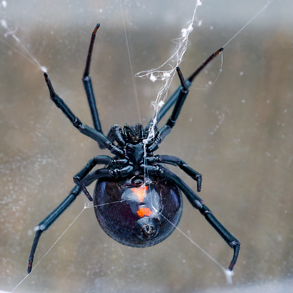 Ventral view of female western black widow spider, Latrodectus hesperus, on portion of typical tangle web.